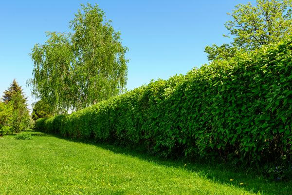 Hedge Replacement in Sparks