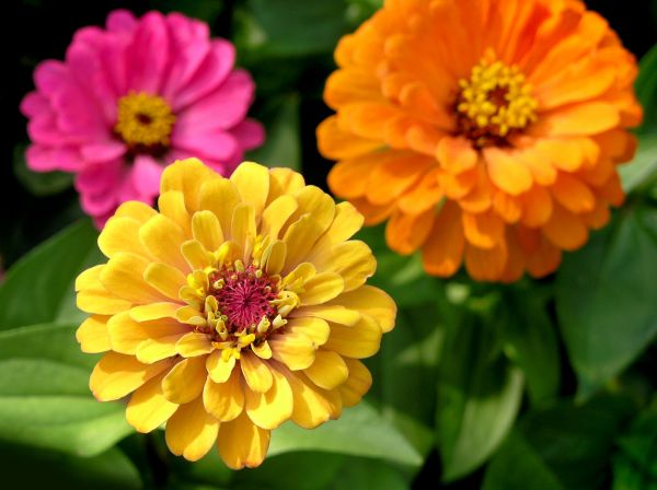 Zinnia Planting in Sparks