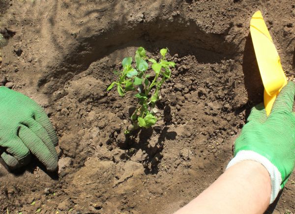 Rose Bush Planting in Sparks