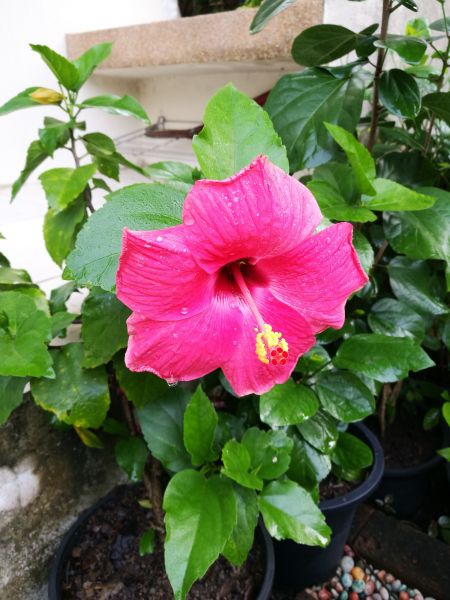 Hibiscus Planting in Sparks