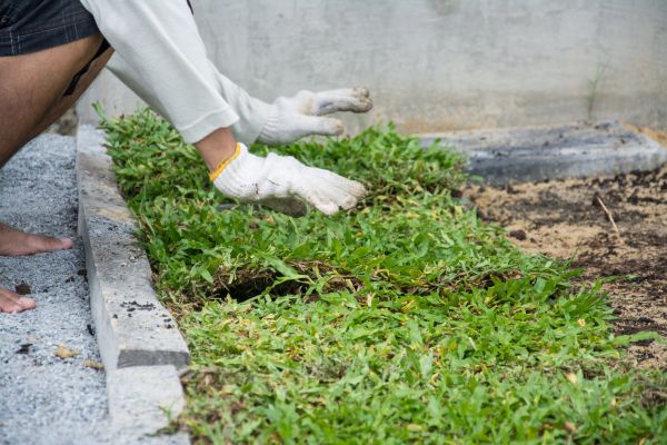 Ground Cover Planting in Sparks