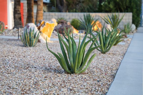 Drought Resistant Landscaping in Sparks