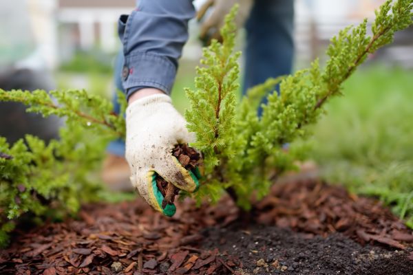Church Mulching in Sparks