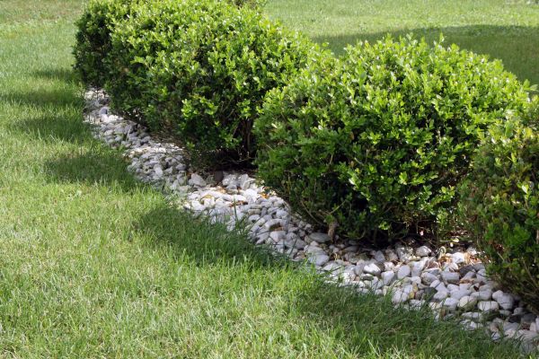 Boxwood Planting in Sparks
