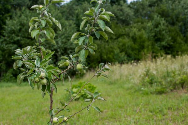 Apple Tree Planting in Sparks