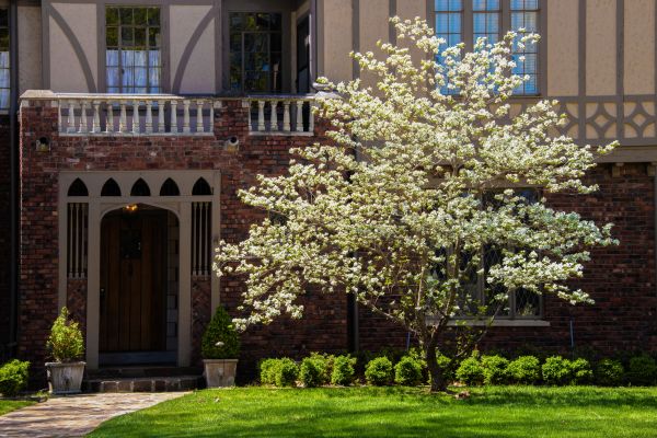 Dogwood Tree Planting in Sparks